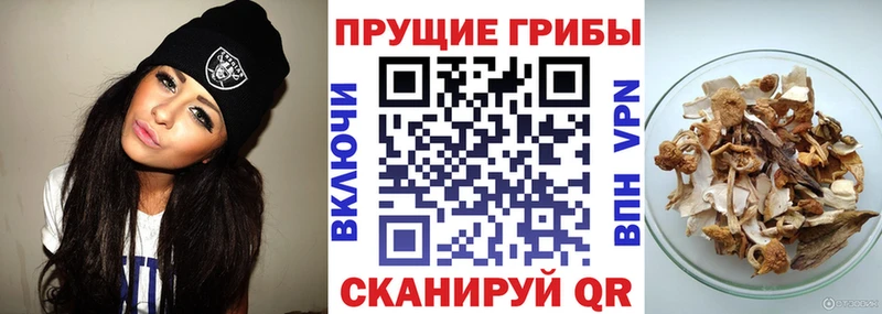 Псилоцибиновые грибы Psilocybine cubensis  наркотики  Руза 